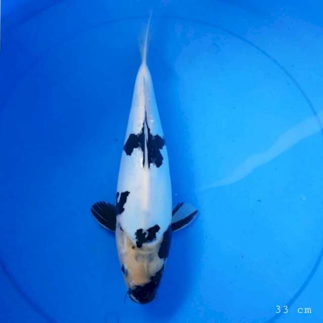 Doitsu shiro bulki 33 cm