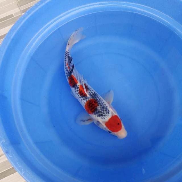 Maruten ghosiki