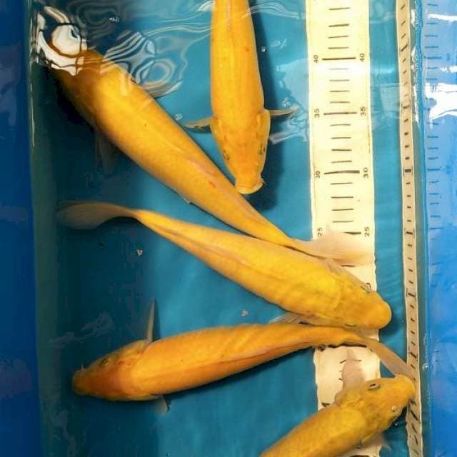 Karasi yelow