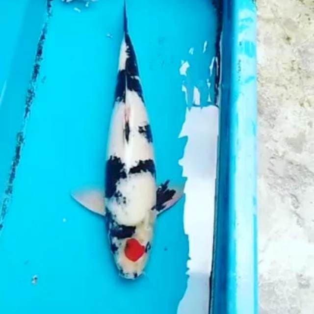TaSho 43cm