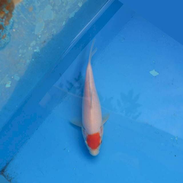 Tancho Ori F1