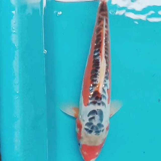 Hana shusui 30 cm