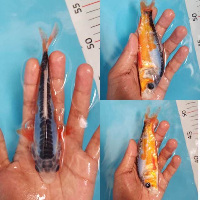 Shusui siip 15cm siip