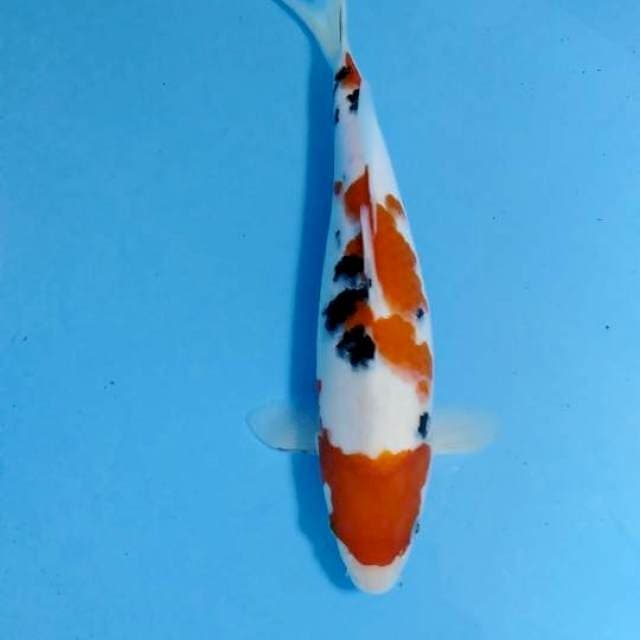 TSUBO Sanke super white