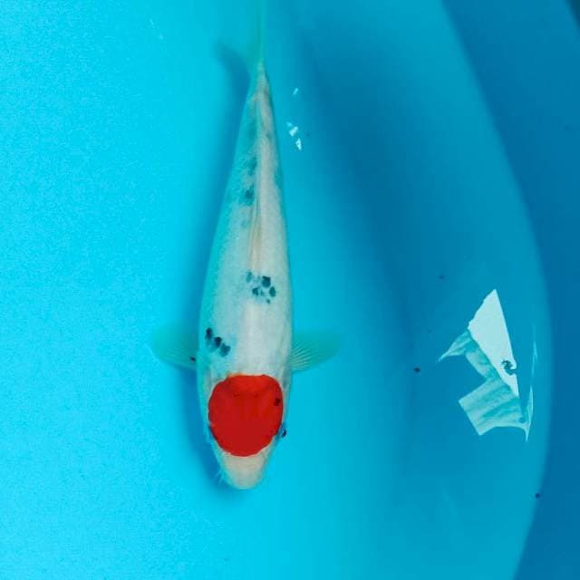 Tancho Sanke, 27 cm