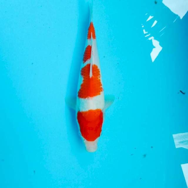 Kohaku, 25 cm