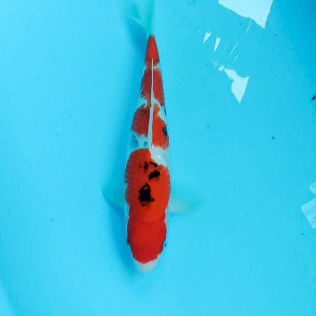 Sanke, male 33 cm