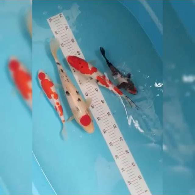 Borongan mix ukur 35 30 25 21cm