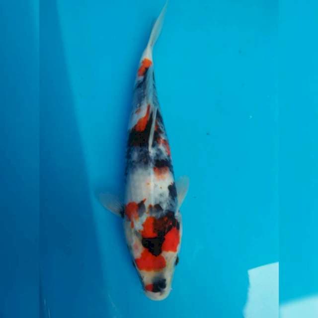 Showa tategoi 32cm siip (orisinil)
