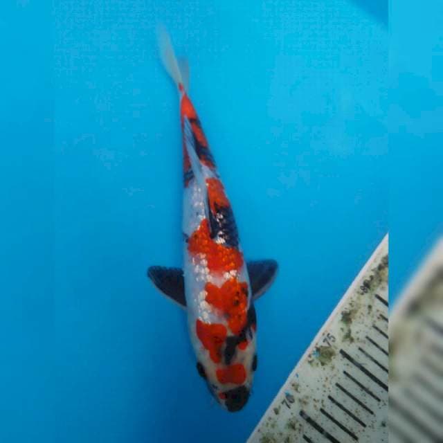 Showa ginrin 27cm siip (orisinil)
