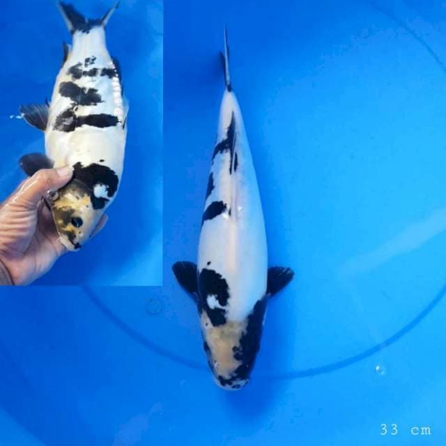 Doitsu shiro mulus 33 cm