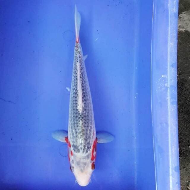 ASAGI DUALAPAN