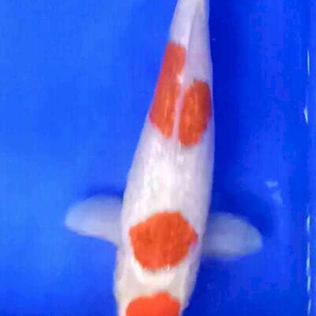 Ai goromo ginrin 36 cm sex famale