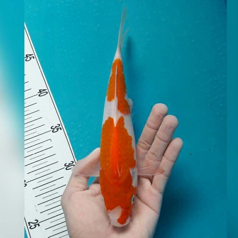 NIDAN KOHAKU MALE
