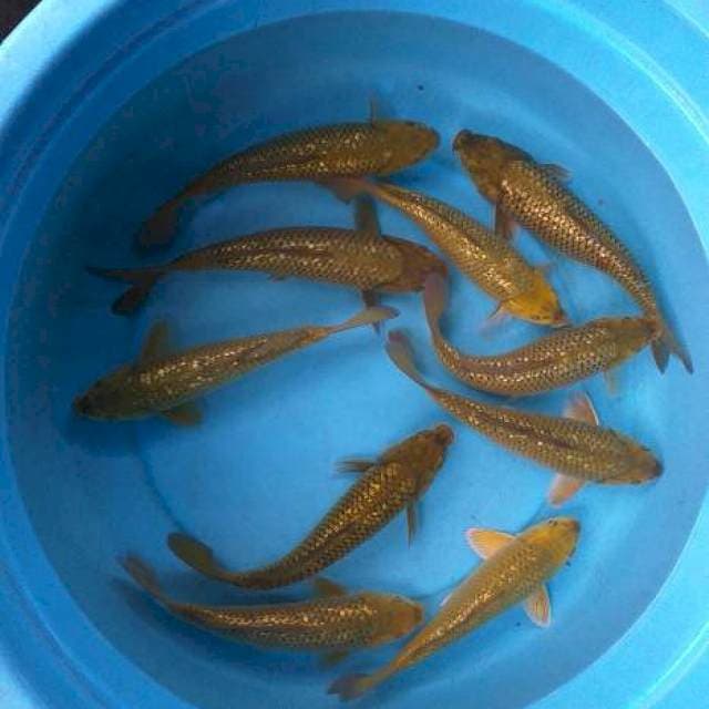 Mix caghoi midhoti ginrin 10 ekor body munuk2