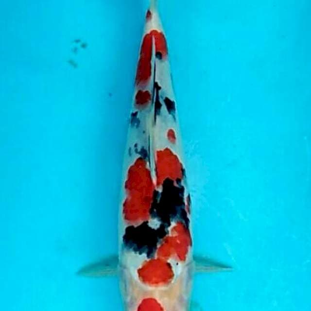 Asih - Sanke maruten kembang desa 28cm