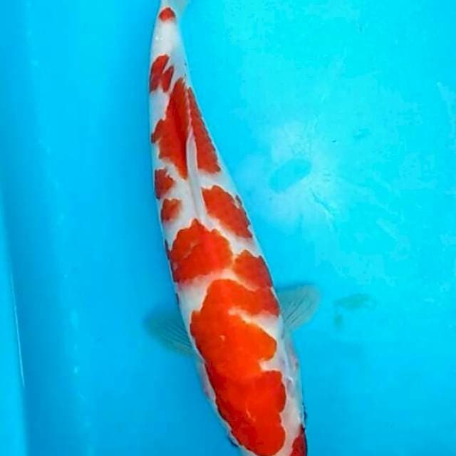 Kenji - Kohaku mawar sakura strong 33cm