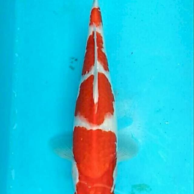 Enzi - Beauty kohaku 4 steps 33cm