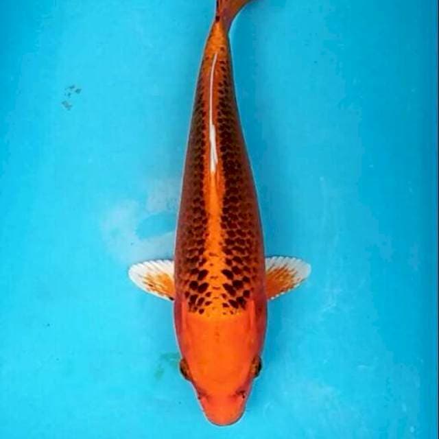 Shiryu - Orenji matsuba cantik 30cm