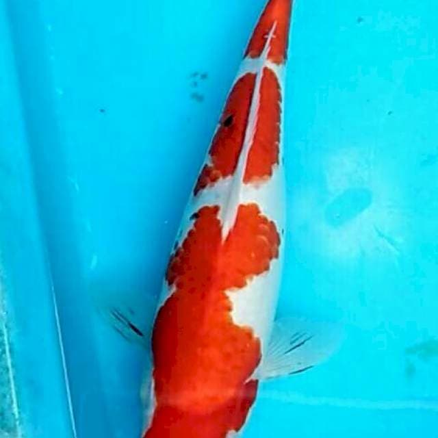 Nezao - Beauty tategoi sanke 3 steps 34cm