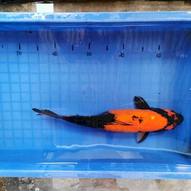 Hiu 42cm joss....