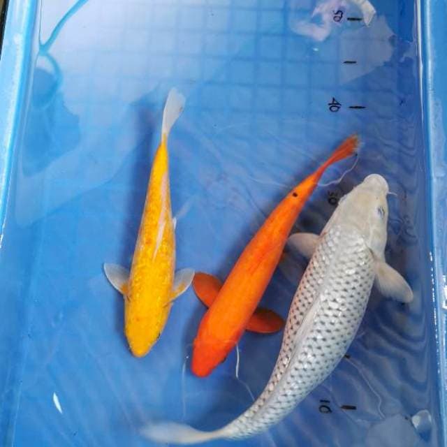 Penjinak kolam 3 ekor