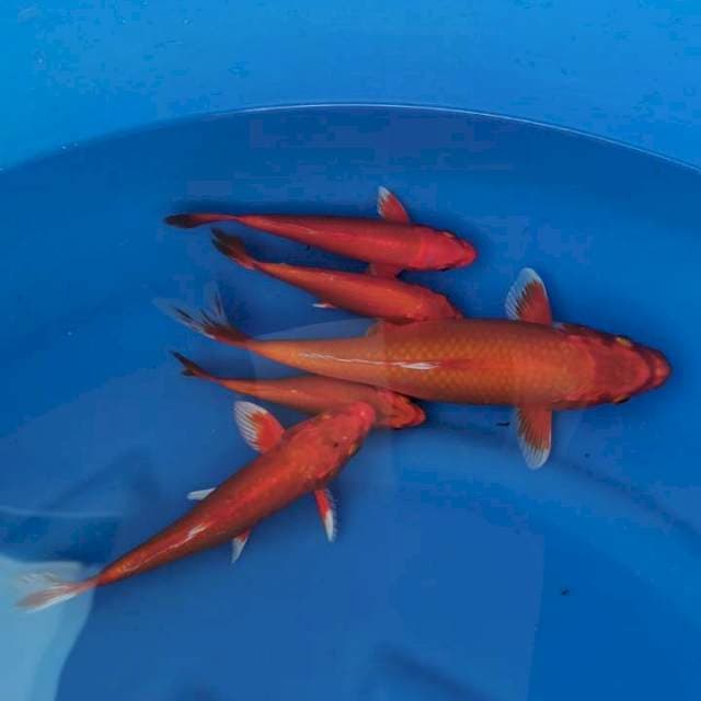 Orange ogon F1