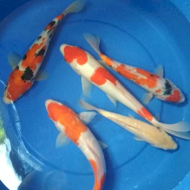 Mix 22-32cm