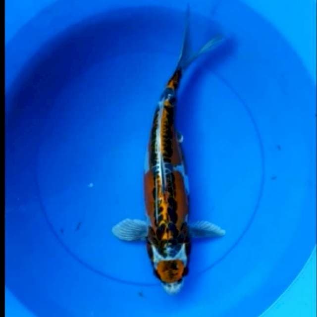 Maruten kujaku 40 cm