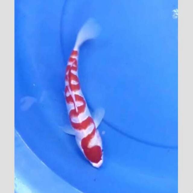 si ular naga spesial kemerdekaan