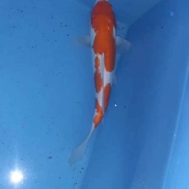 Kohaku doitsu 31cm...