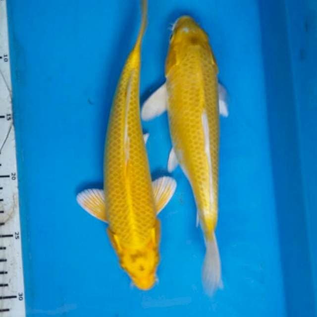 DUO YAMABUKI OGON body bgus