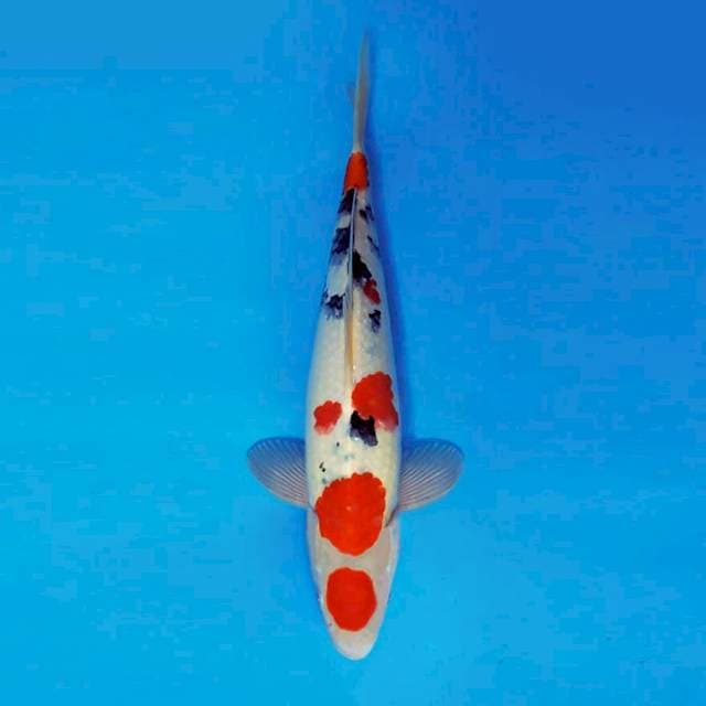 NAGUMO 6 - MARUTEN SANKE ®