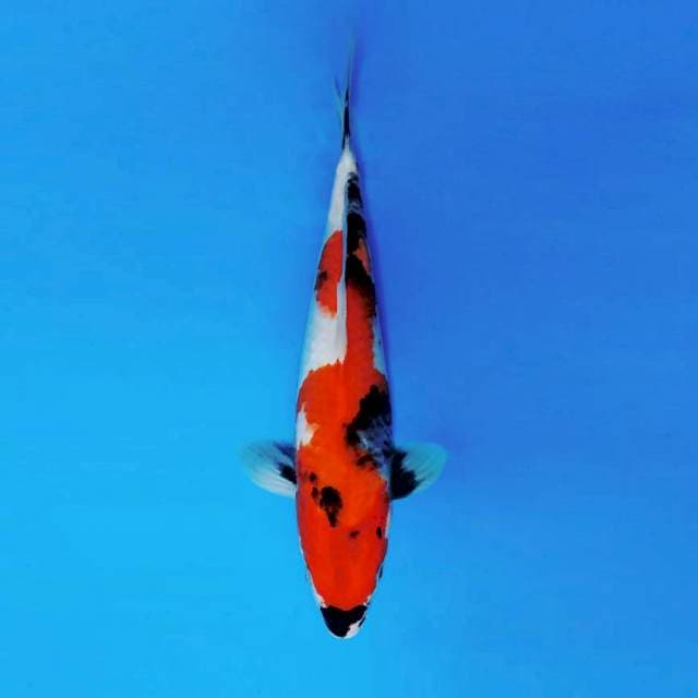NAGUMO 7 - SHOWA EVOLUTION ®