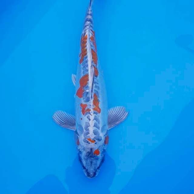 Kikokuryu 40cm