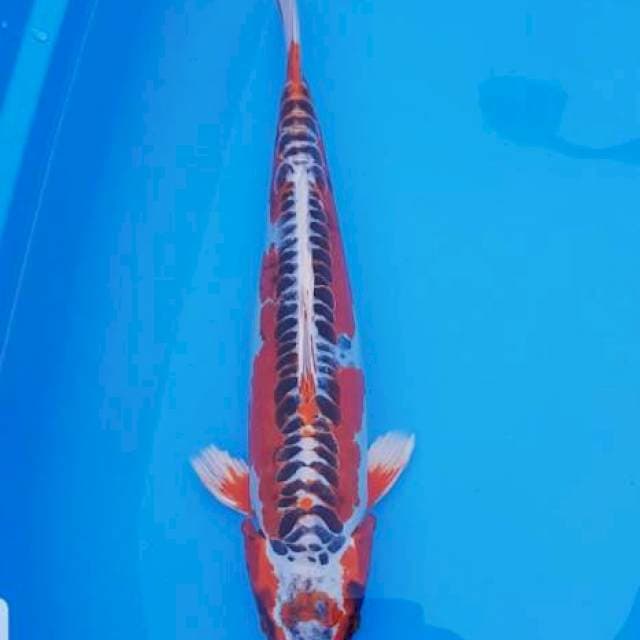 Kikokuryu 39cm