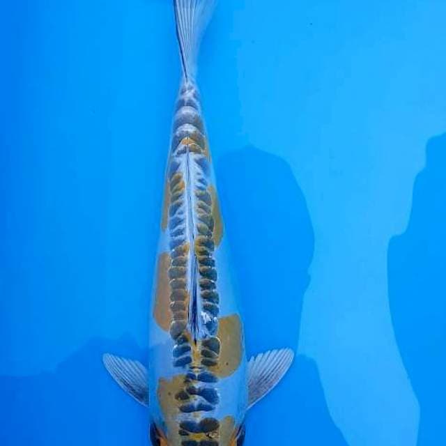 Kikokuryu 33cm