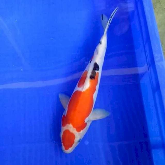 Sanke maruten doit 32 cm