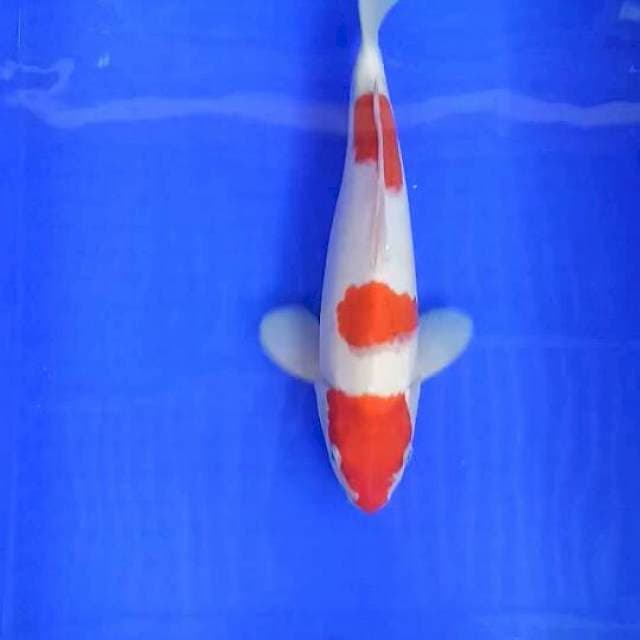 Ai goromo 33 cm sex male