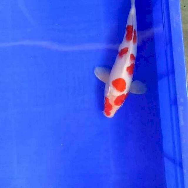 Kohaku sakura 25 cm