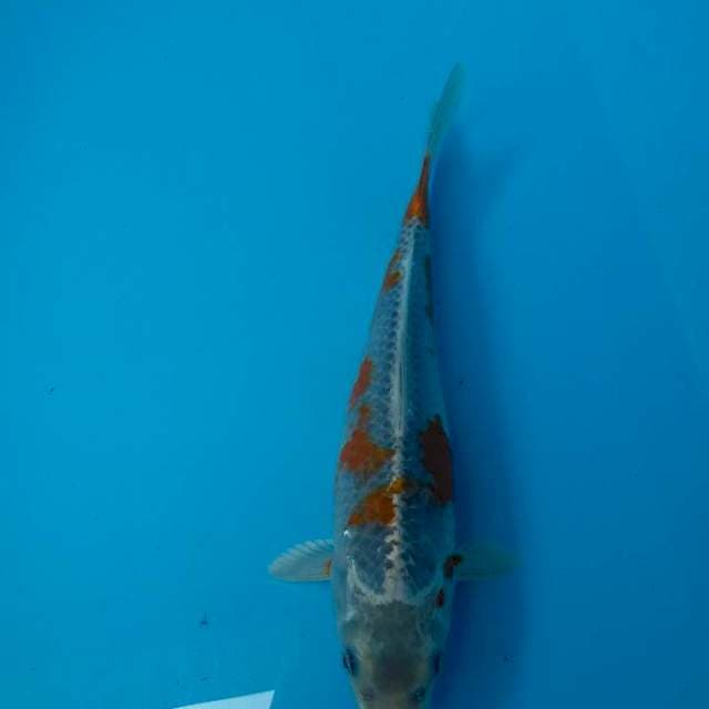 Antik 27 cm