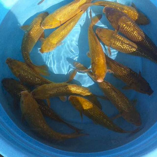 Mix caghoi midhori ginrin 15 ekor body munuk2
