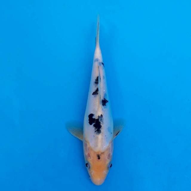 HQ doitsu bekko 20cm