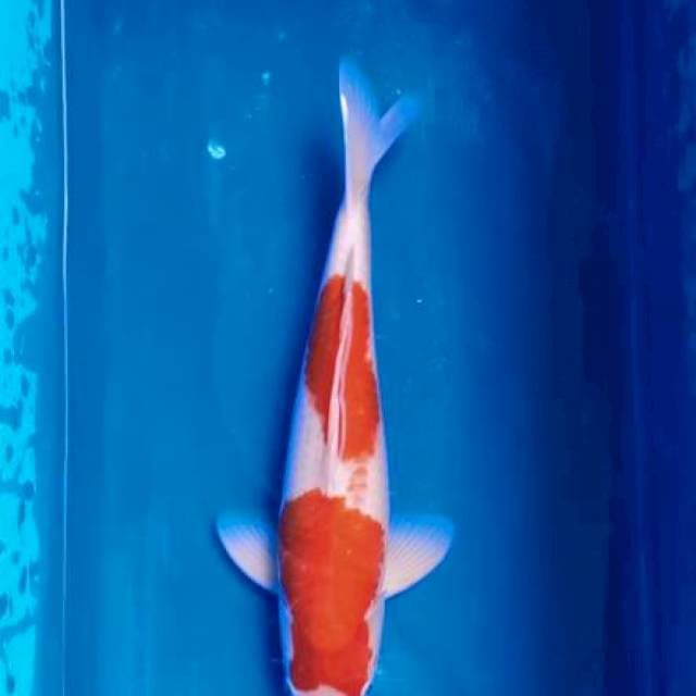 Kohaku Kucibeni