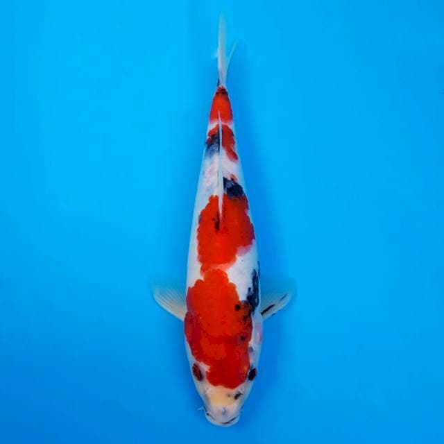 Deepred show 27cm