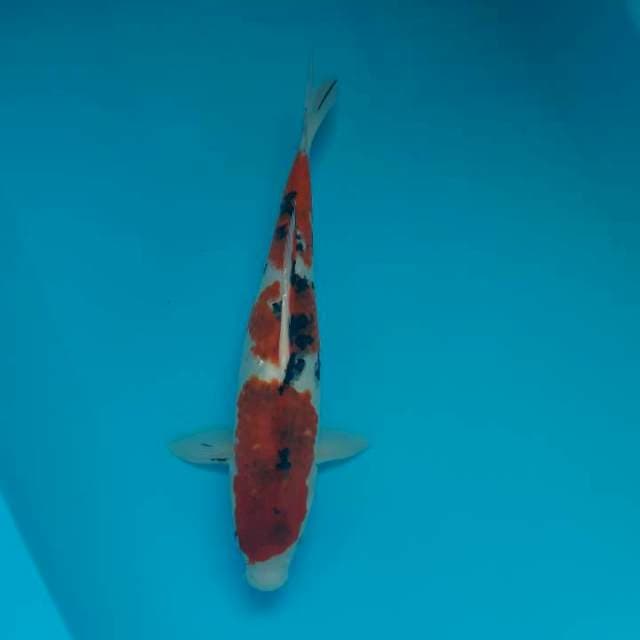 Sanke goromo