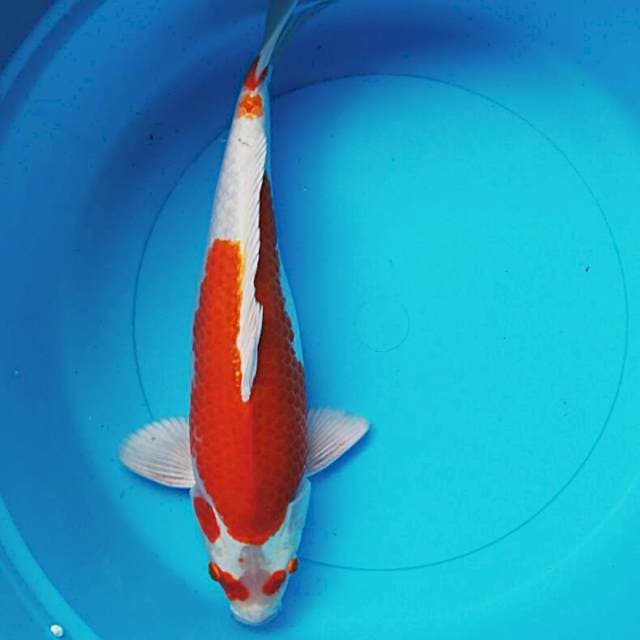 Hariwake bulky 34cm male