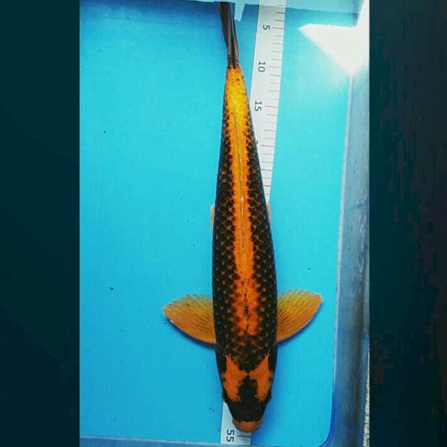 Jumbo 52cm male