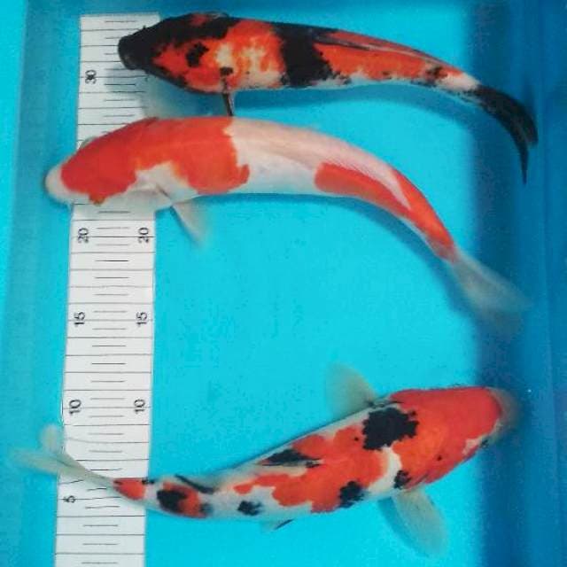 Mix 25-30cm