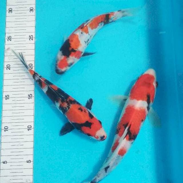Mix 18-24cm